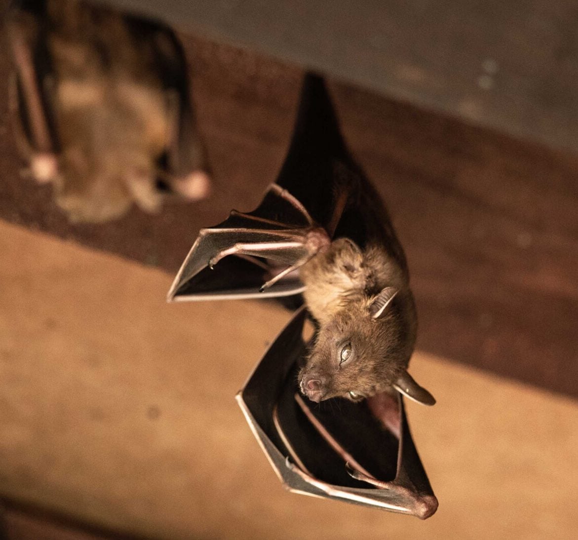 Wildlife-Bats in Milwaukee